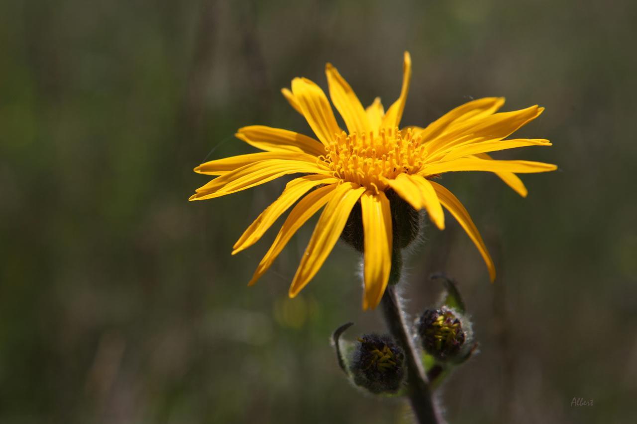 Arnica Montana Ξενοδοχείο Arieşeni Εξωτερικό φωτογραφία